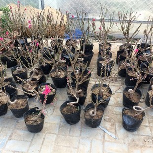 观赏桃花造型盆景绿植寿星桃树庭院红叶碧桃庭院阳台室内开花盆栽