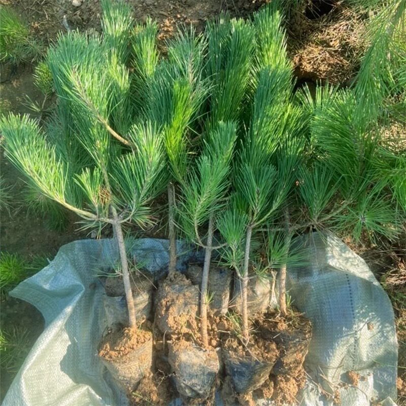黑松树小苗庭院耐寒耐旱四季素材