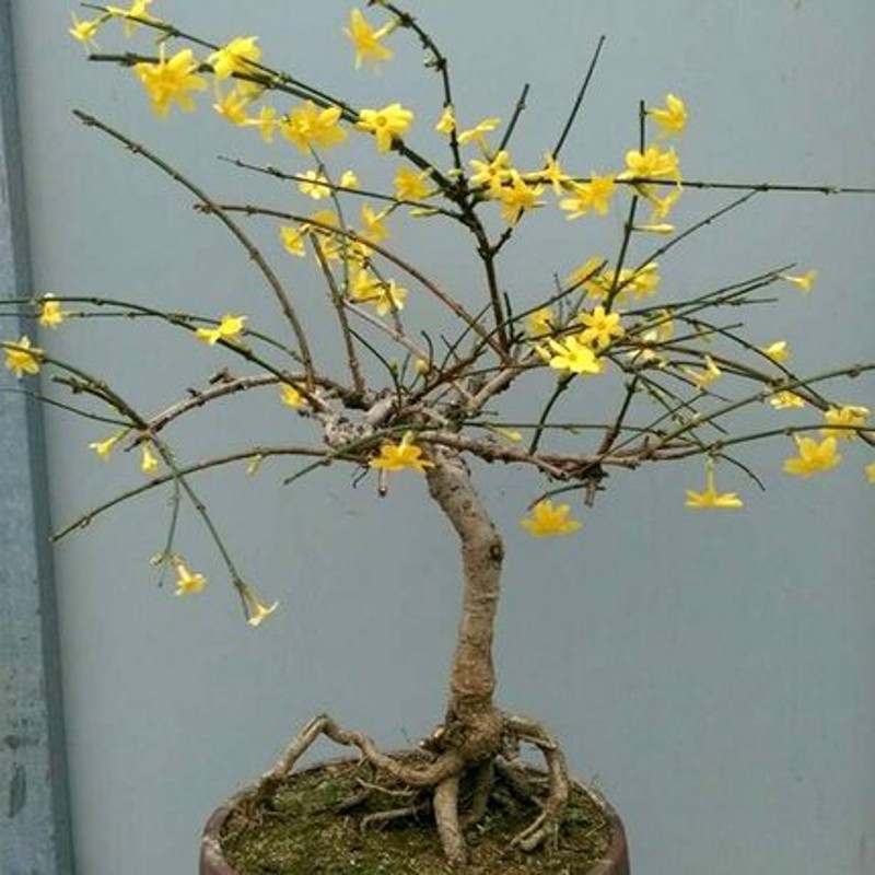 迎春花盆景苗微景观客厅阳台室内盆栽探春花卉绿植物当年开花耐寒