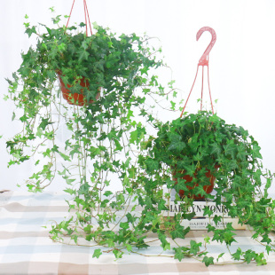 常春藤盆栽藤蔓室内垂吊兰长春藤吸甲醛爬常青藤金边绿植植物阳台