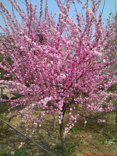 红梅大花重瓣榆叶梅绿化庭院风景树盆栽小花榆叶梅梅花盆景耐寒