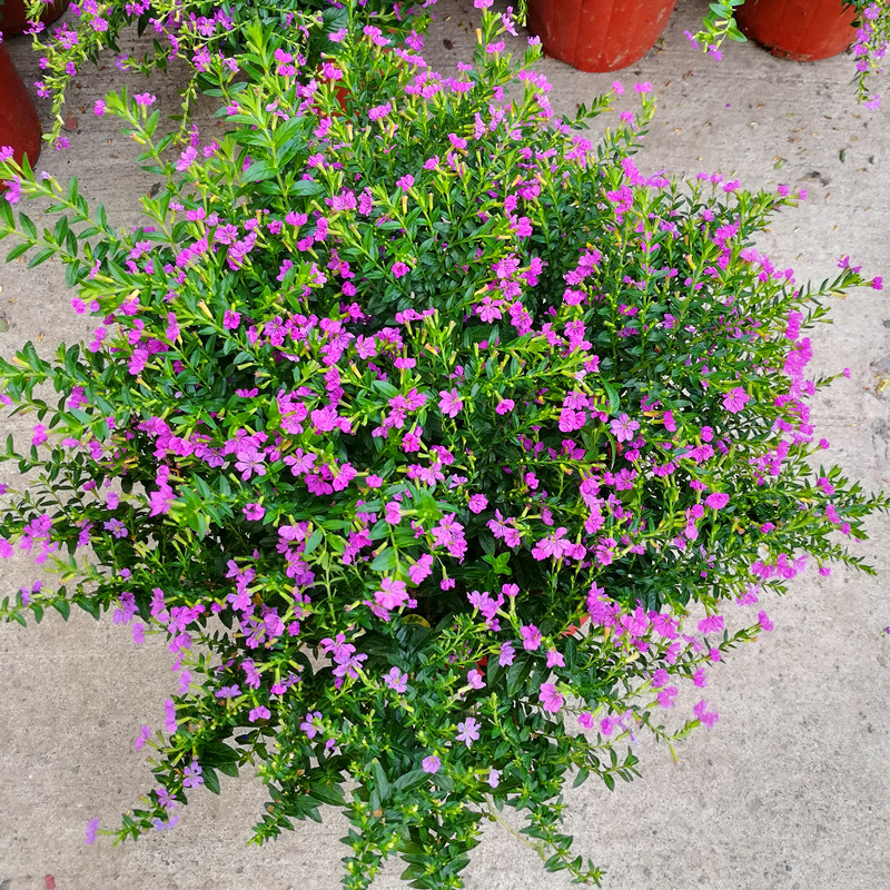 满天星盆栽四季开花室内阳台满天星带花苞观花植物常绿净化空气