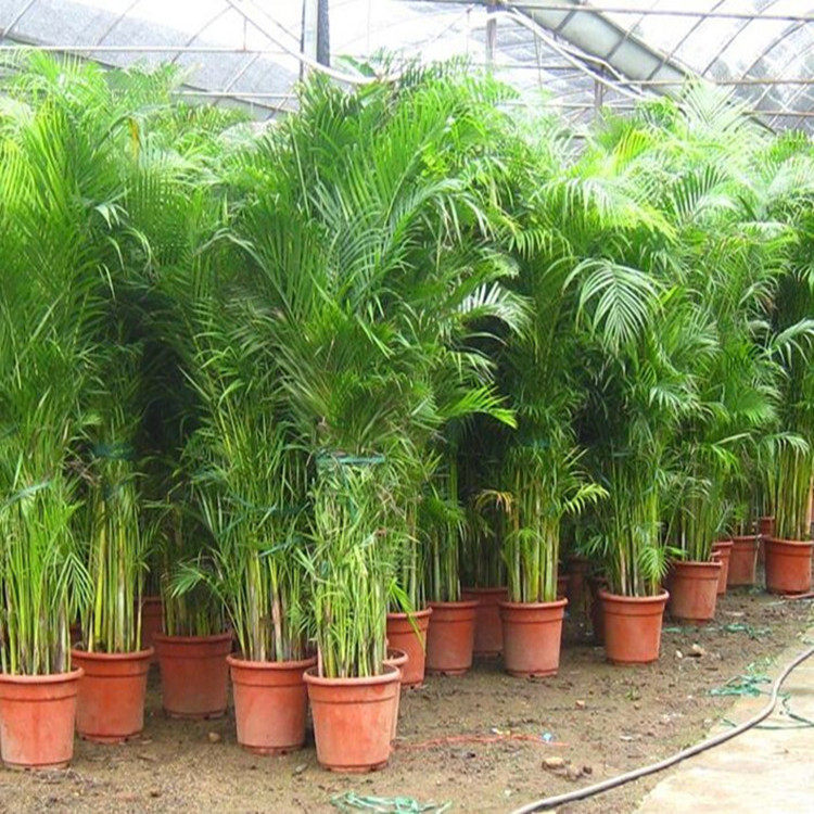 散尾葵盆栽绿植花卉凤尾竹室内客厅大型植物夏威夷富贵椰竹子盆栽