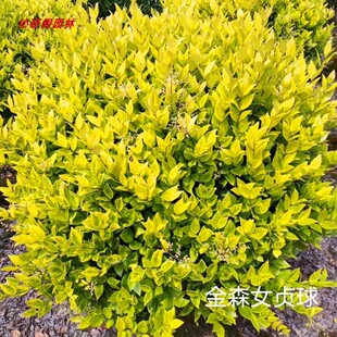 金叶女贞球花镜绿化庭院球形植物小叶女贞树苗金森女贞苗四季常青