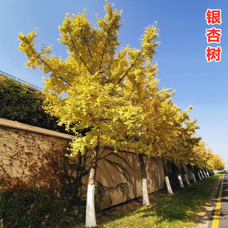 银杏树活苗盆栽金叶白果南北方室外别墅庭院绿化风景大树苗行道树