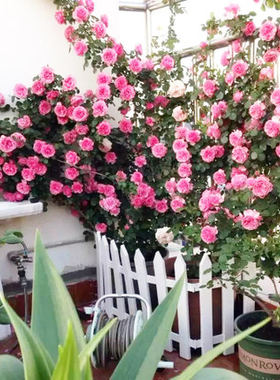 欧月月季带花苞浓香花卉庭院别墅