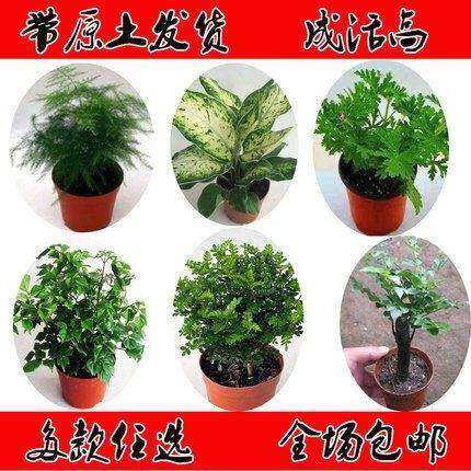 清香木发财树文竹红掌白掌绿萝吊兰长寿花卉室内桌面盆栽绿植多款