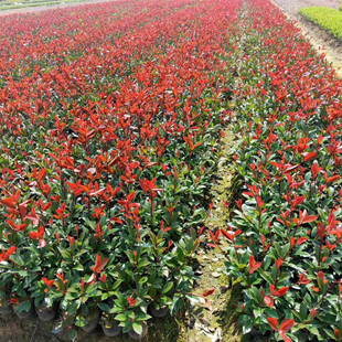 红叶石楠树苗庭院别墅绿化苗木四季常青盆栽红罗宾篱笆苗景观花镜