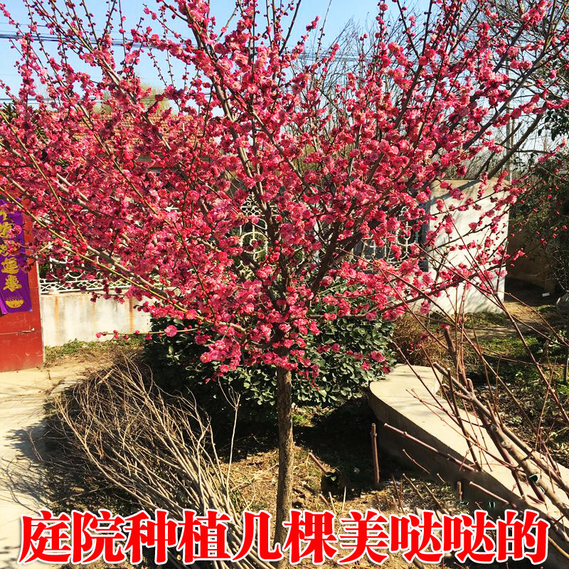 梅花树苗庭院盆栽室外耐寒冬梅红梅腊梅浓香地栽盆景四季花卉植物