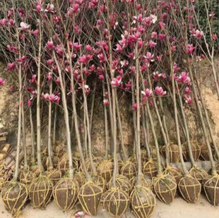 庭院别墅玉兰树苗二乔黄白紫广玉兰花苗大型地栽耐寒盆栽绿化植物