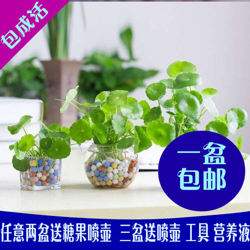 铜钱草水培桌面盆栽绿植净化空气