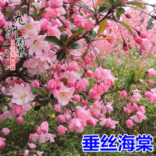 绚丽海棠树苗西府垂丝北美海棠花苗盆栽阳台庭院别墅绿化盆景耐寒