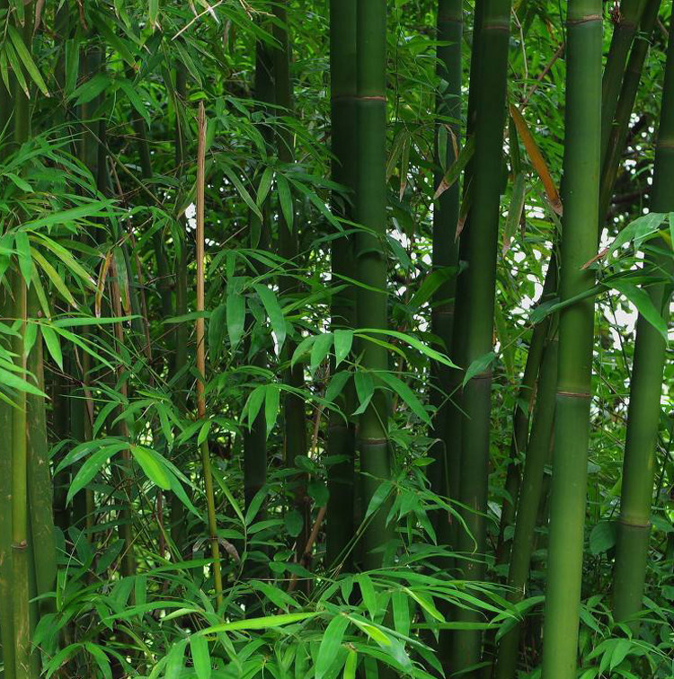 四季常青竹子苗庭院绿别墅竹苗紫竹青竹苗早园竹翠竹毛竹花镜植物