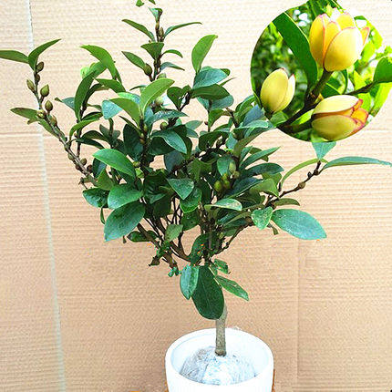 含笑花苗盆栽树苗室内阳台浓香型香蕉花庭院耐寒植物含笑净化空气