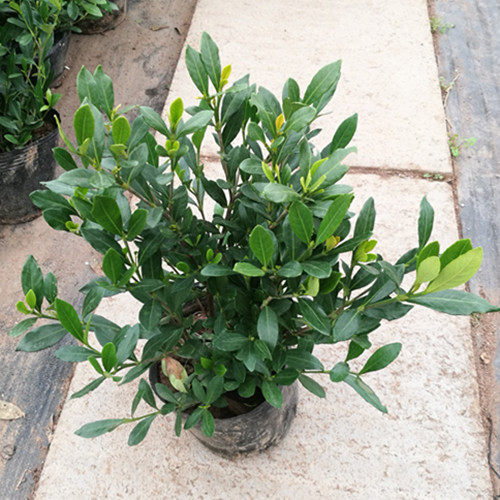 庭院绿篱小叶栀子花苗植物浓香花卉栀子花镜盆栽室内绿植绿化苗木