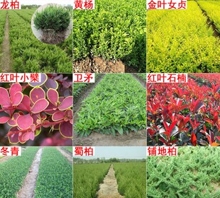 冬青蜀桧柏龙柏杨红叶石楠金叶女贞小檗铺地柏盆栽绿化绿篱小苗
