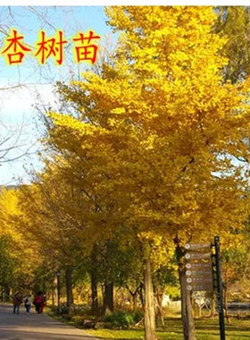 庭院别墅金叶银杏苗绿化苗行道树