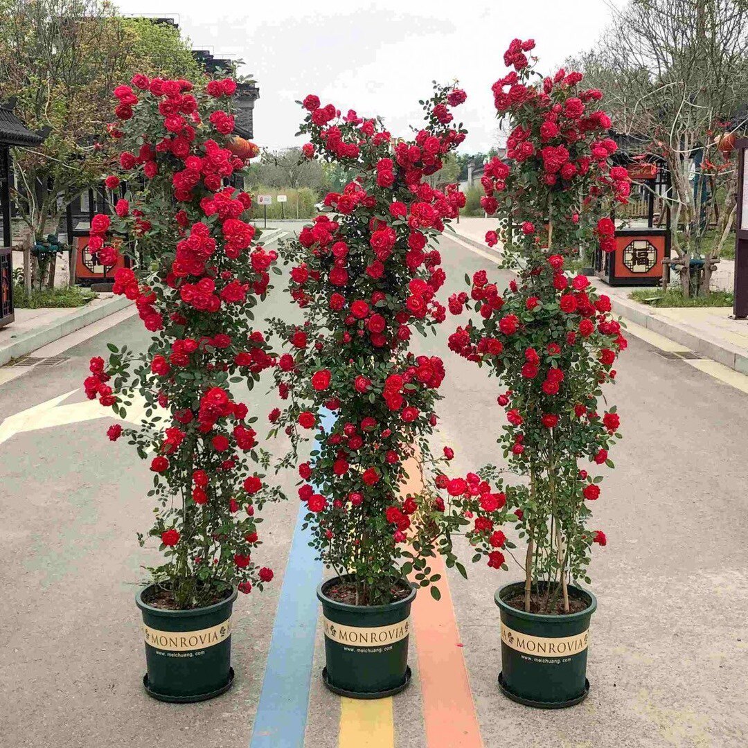 正宗红木香花苗四季开花爬藤植物盆栽浓香型十里香阳台庭院耐寒好