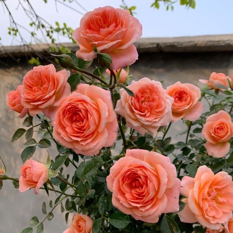 甜梦 浓香大型藤本月季甜梦微花多花爬藤月季多花藤本类香槟色勤