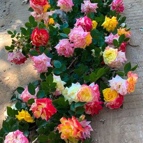 变色龙藤彩虹多彩色 藤本月季花苗庭院爬藤月季植物多季蔷薇开花