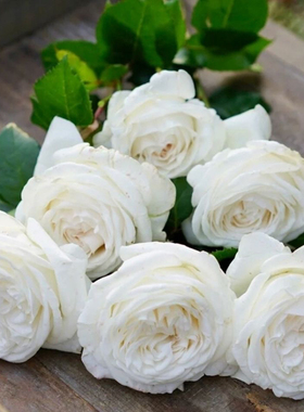 特大花珍妮莫罗 多季浓香白色玫瑰花耐热抗病盆栽阳台灌木月季花