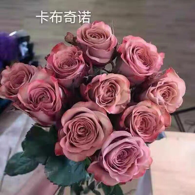 卡布奇诺真正玫瑰淡香月季花苗复古多头丰花直立切花阳台庭院盆栽