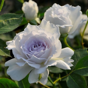 加百列大天使月季 超级浓香大花灌木 抗病耐热勤花 阳台盆栽 庭院