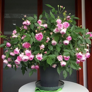 玛姬婶婶 浓香月季多头勤花花量大复花快抗病性强多季节重复开花