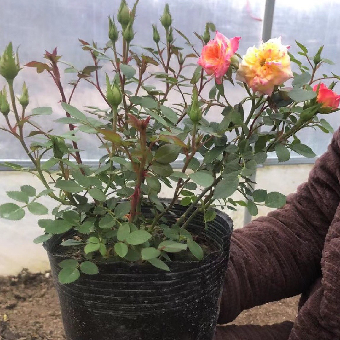 小彩虹 五彩变色龙藤彩虹月季盆栽玫瑰盆栽花苗小花