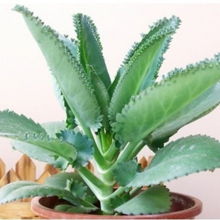 多肉植物宽叶大叶落地生根可药用绿植蕾丝公主不死鸟锦多肉盆栽