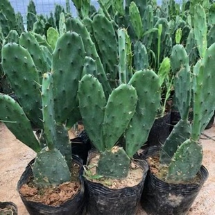 黄大刺仙人掌药用米邦塔多肉植物好养盆栽仙人掌可嫁接蟹爪兰开花