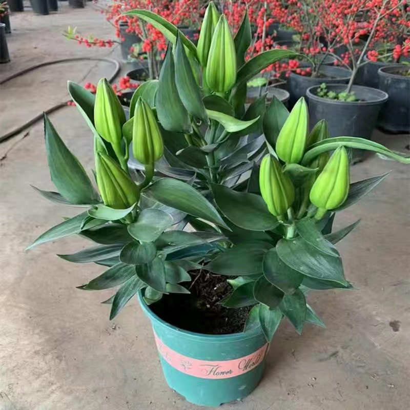 香水百合花盆栽法国带花苞开花带清香味重瓣庭院室内客厅花卉观花