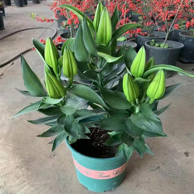 香水百合花盆栽法国带花苞开花带清香味重瓣庭院室内客厅花卉观花