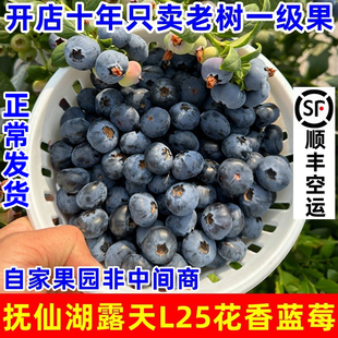 【顺丰空运】云南澄江抚仙湖高山露天L25花香蓝莓新鲜现摘水果