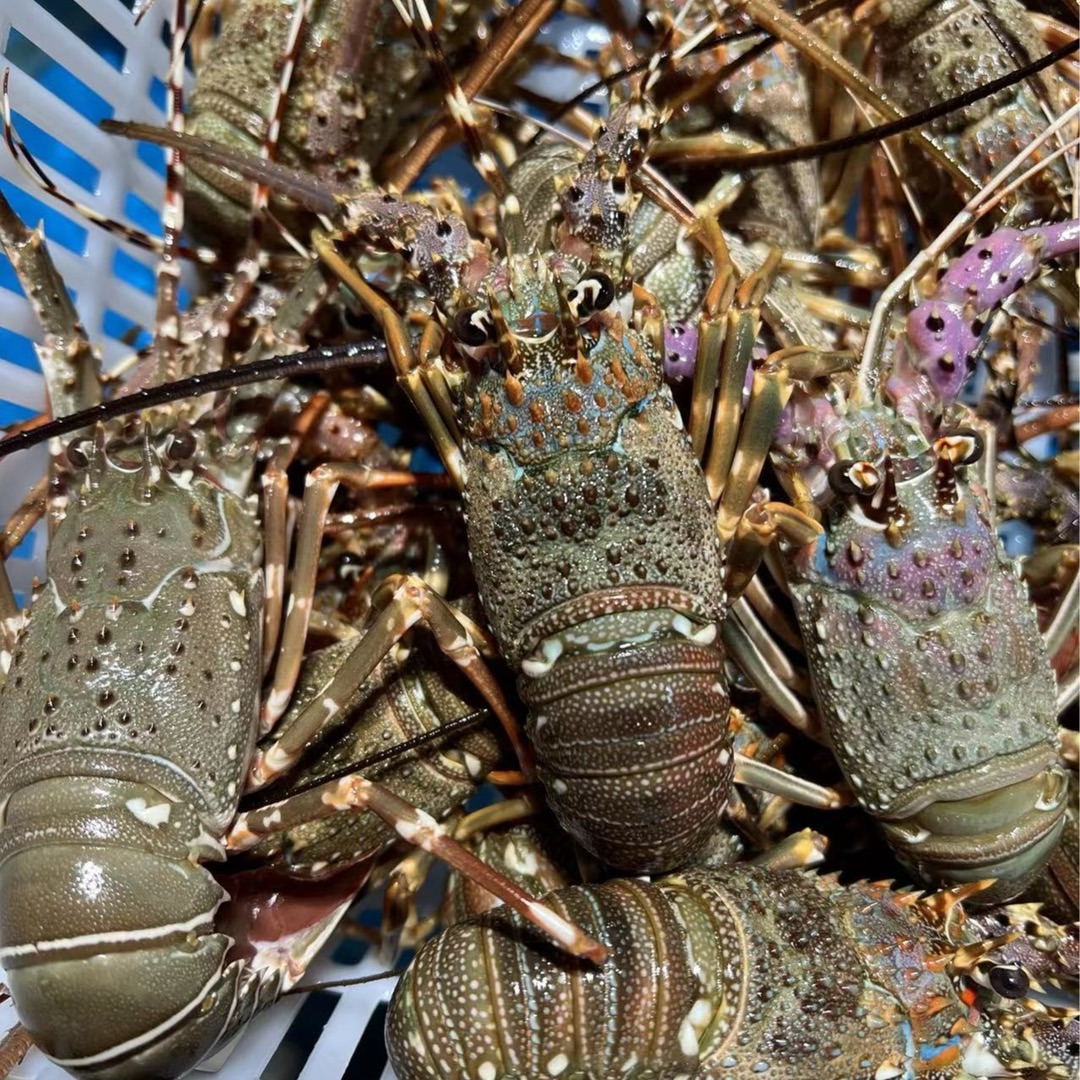 冰鲜冷冻小青龙单只1两-2两饭店酒店烧烤店自助餐供应商1斤装