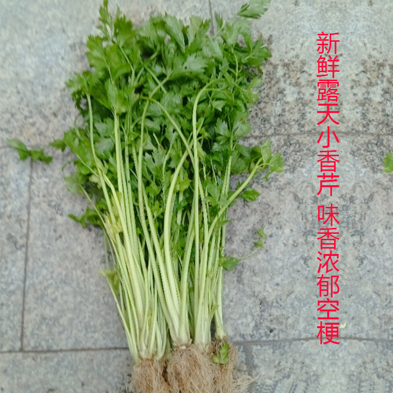 山东菏泽农家现挖现拔小香芹