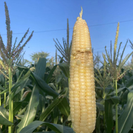 农家种植现摘新鲜玉米棒美玉7号甜糯白糯带皮浙江嘉兴海宁5斤装