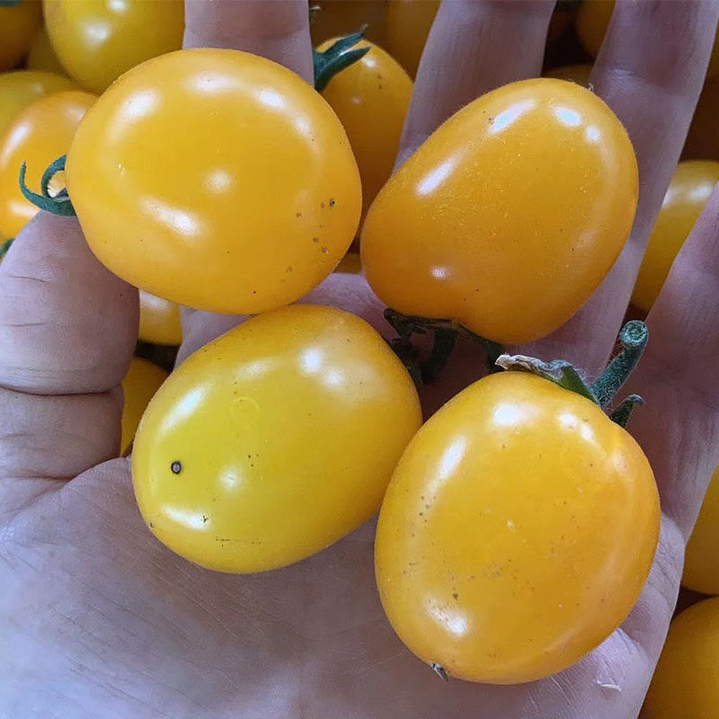 农家现摘新鲜小黄番茄黄妃小番茄冰糖纯甜千禧小番茄爆浆浙江嘉兴