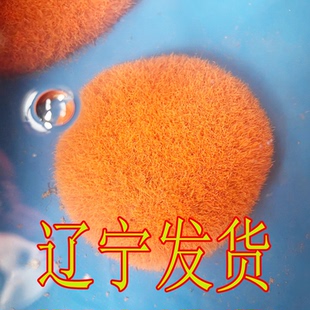 鲜活红线虫水蚯蚓红丝虫大小观赏鱼最爱营养高蛋白催苗包邮