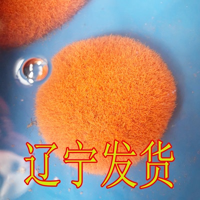 鲜活红线虫水蚯蚓红丝虫大小观赏鱼最爱营养高蛋白催苗包邮