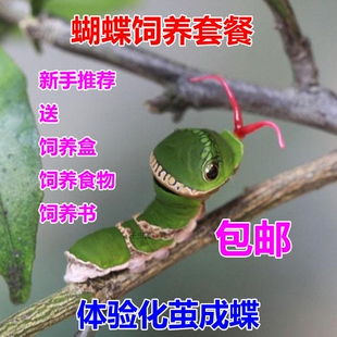 蝴蝶活体 玉带凤蝶毛毛虫 蚕宝宝 卵 幼虫 蛹 饲养套餐养殖学生版