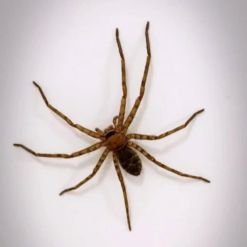白额高脚蛛宠物蜘蛛观赏蜘蛛爬宠异宠温顺上手学生版厨房蟑螂杀手