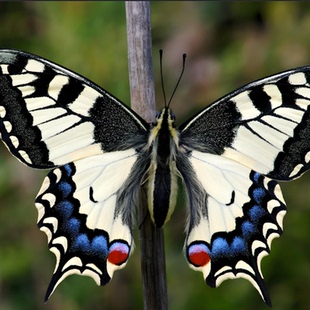 金凤蝶高端品种活体蝴蝶毛毛虫蚕宝宝卵幼虫蛹饲养套餐可孵化饲养