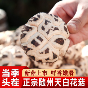 随州特产天白花菇冬菇香菇干货农家自种山蘑菇礼品食材大花菇