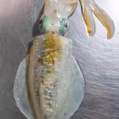 莱式 刺身大尾鱿 拟乌贼 油墨鱼 东山软丝鱿鱼