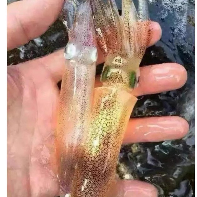 东山岛本港活冻一口管 小笔管 海兔 小管鱿鱼 或冻海鲜软糯红管