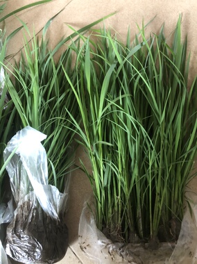 科研水稻日本晴秧苗整株带根带土发货实验专用种苗满包邮