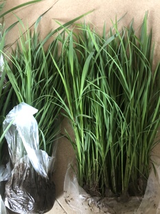 科研水稻日本晴秧苗整株带根带土发货实验专用种苗满包邮