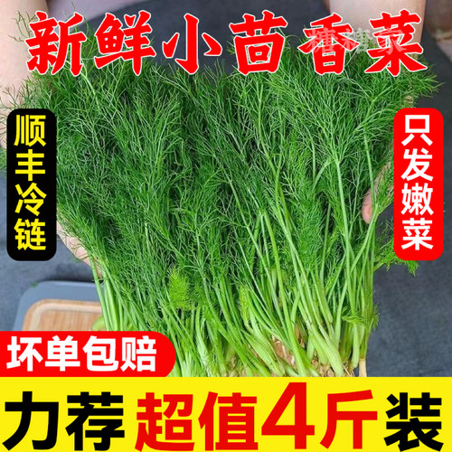 新鲜茴香菜顺丰包邮带根发货
