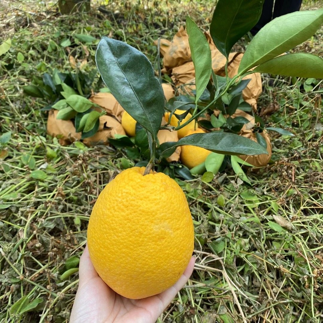 福敏轩 新鲜水果  福建平和木瓜橙柚  橙子 5斤装